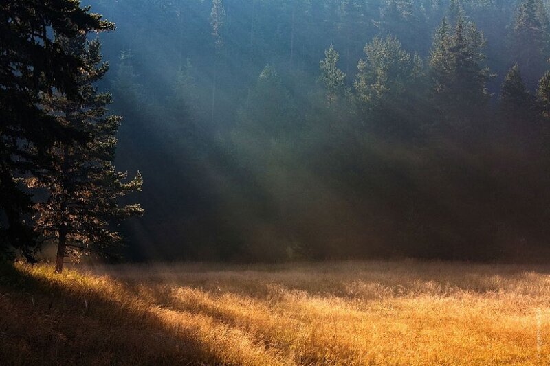 Sunlight Through Forest — Gold