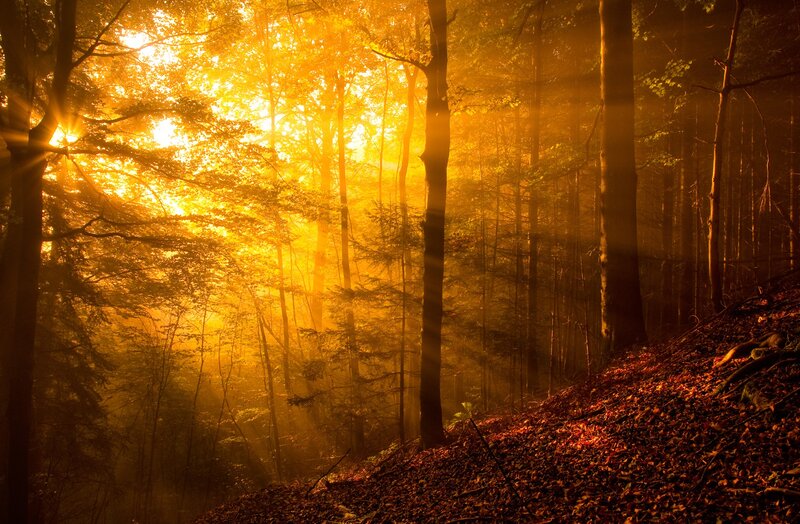 Sunlight Through Forest — Gold, Trees