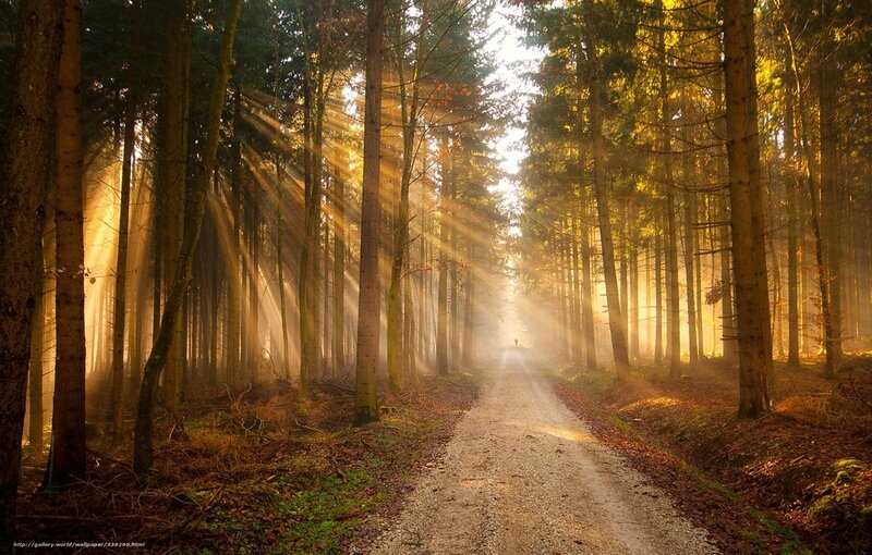 Sunlight Through Forest — Golden, Serene, Morning