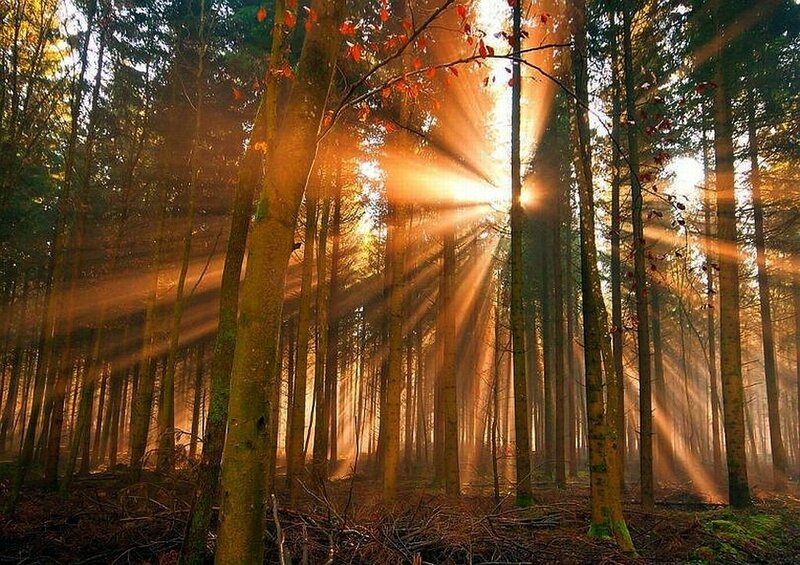 Sunlight Through Forest — Golden, Serene