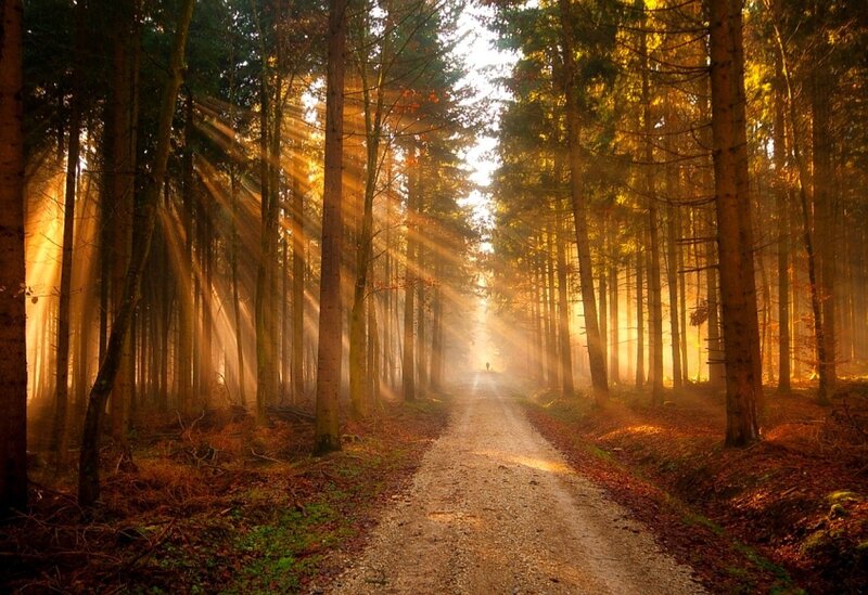 Sunlight Through Forest — Golden