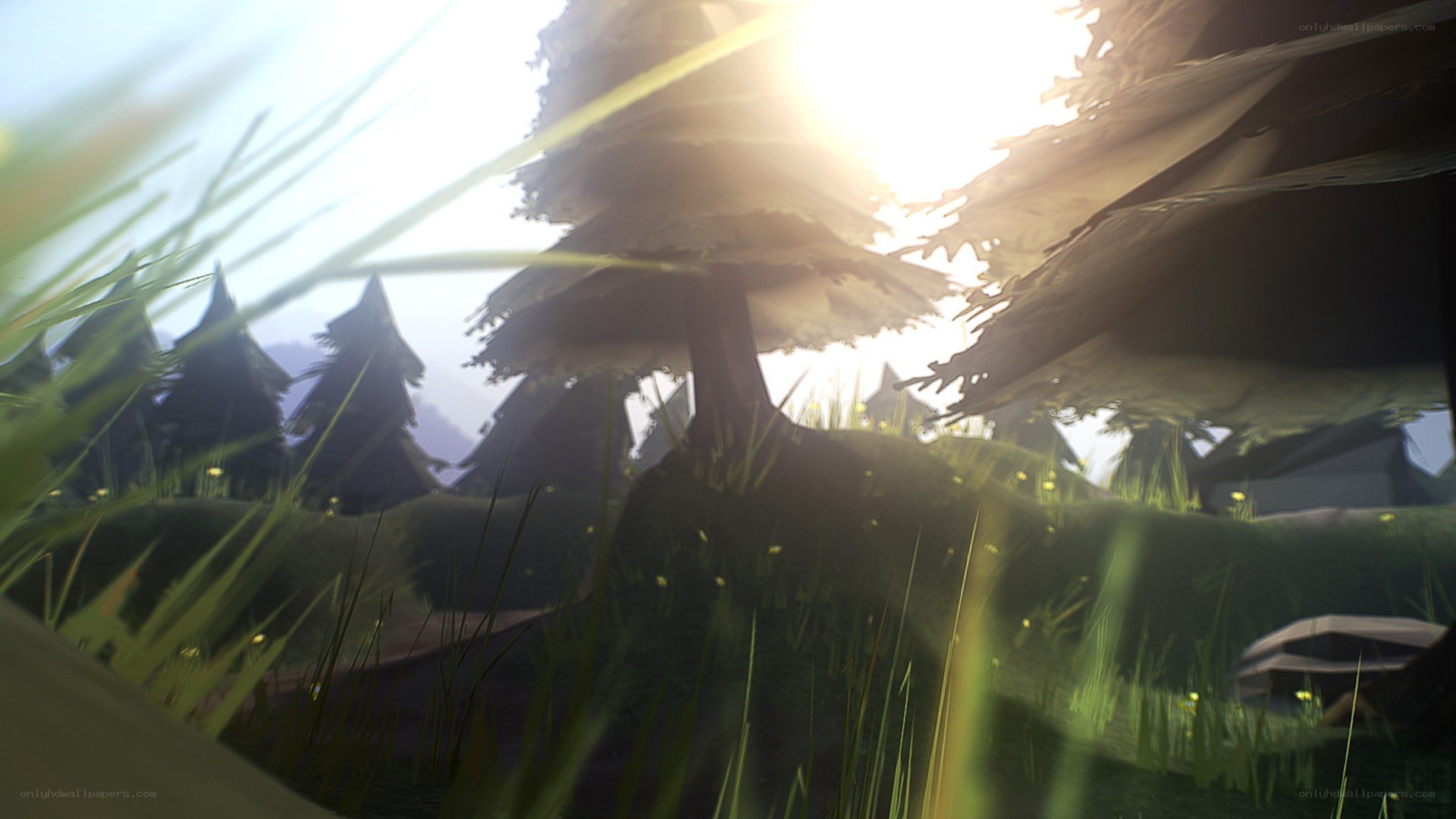 Sunlight through forest grass