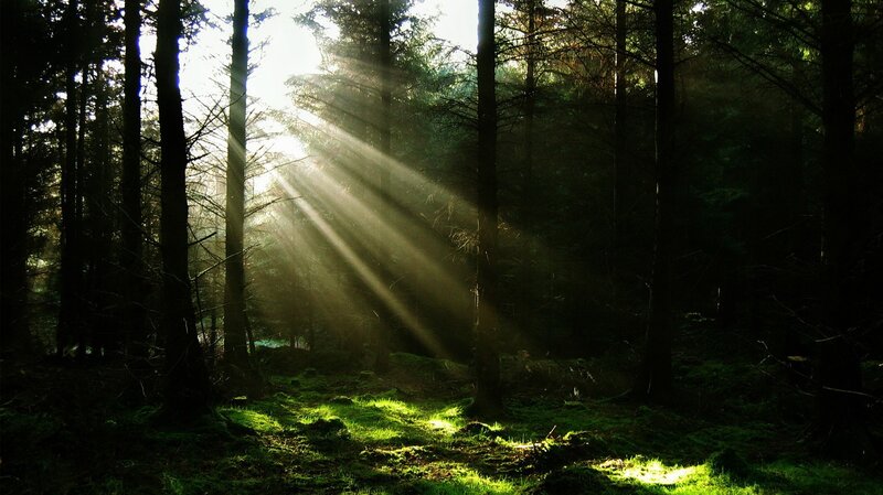 Sunlight Through Forest — Grass, Brown