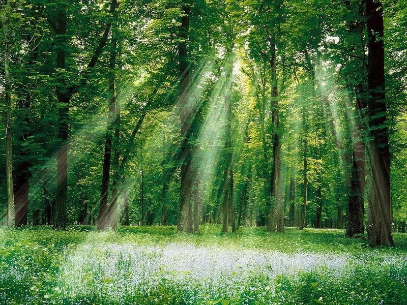 Sunlight Through Forest — Grass, Flowers