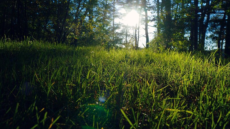 Sunlight Through Forest Grass — Green