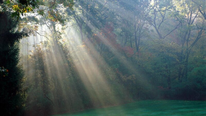 Sunlight Through Forest — Grass, Mist