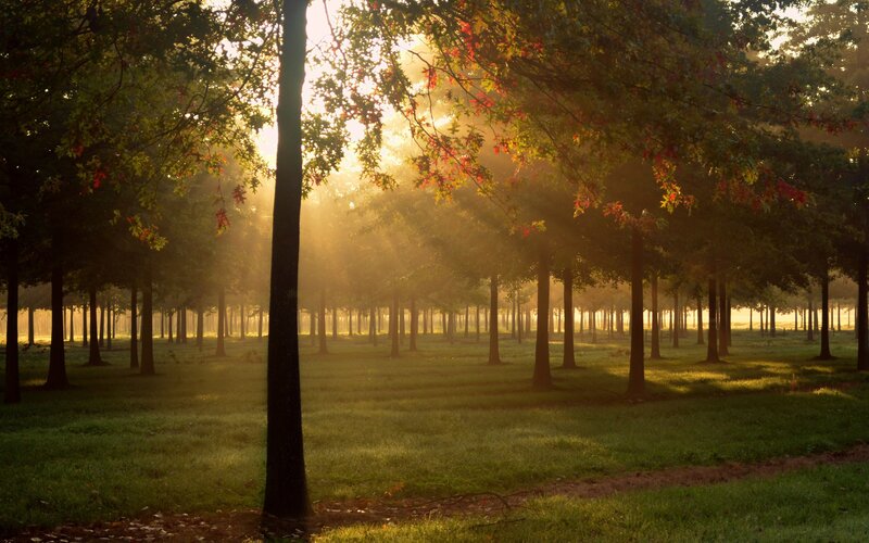 Sunlight Through Forest — Grass, Sunbeams