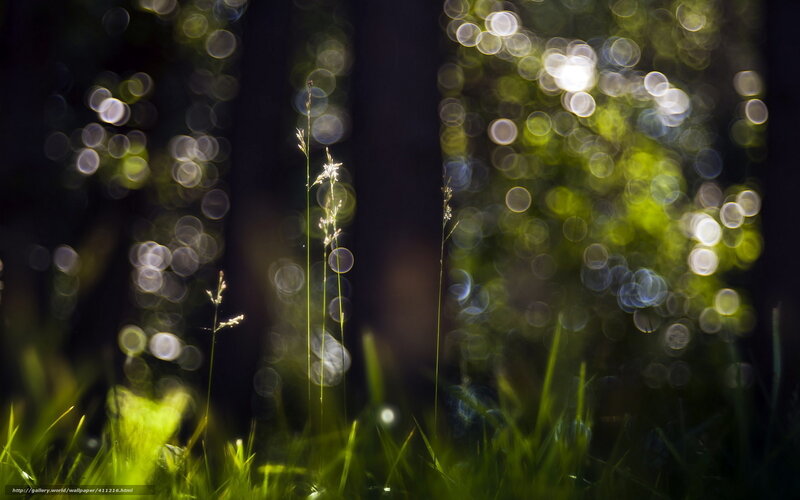 Sunlight through forest grass