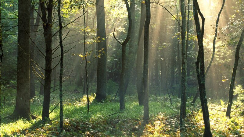 Sunlight Through Forest — Grass, Yellow