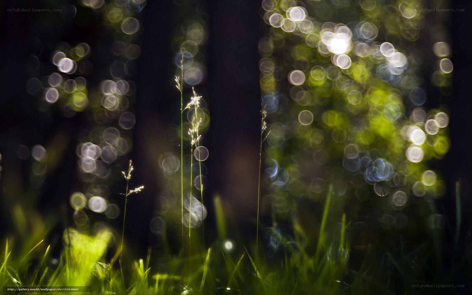 Sunlight through forest grass