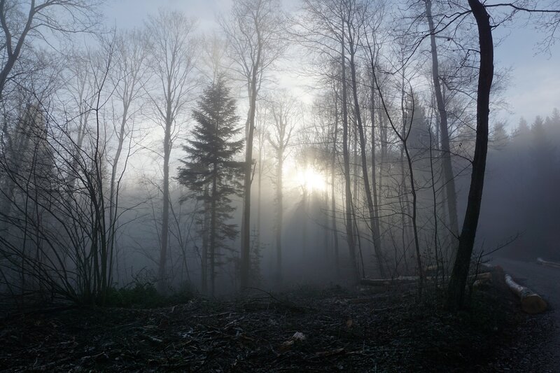 Sunlight Through Forest — Gray, Misty