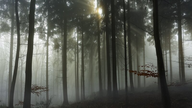 Sunlight Through Forest — Gray, Serene, Morning
