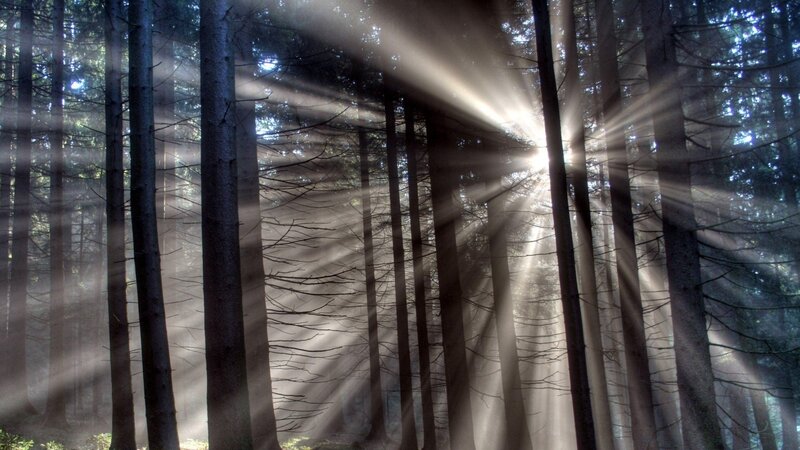 Sunlight Through Forest — Gray, Serene