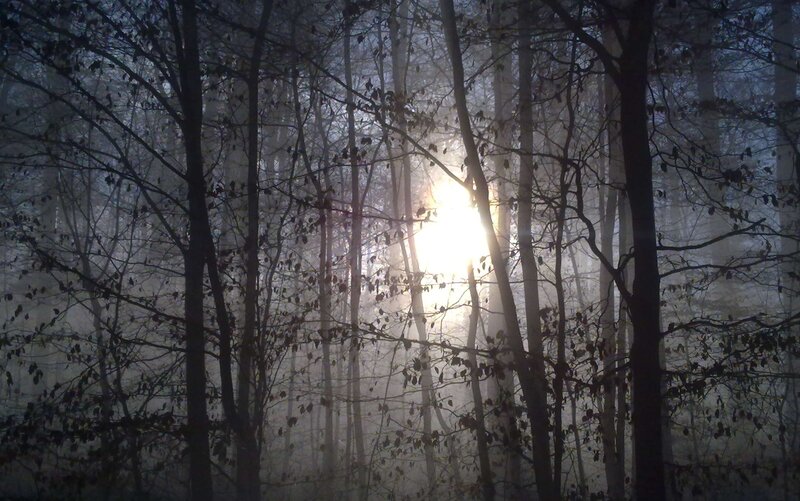 Sunlight Through Forest — Gray