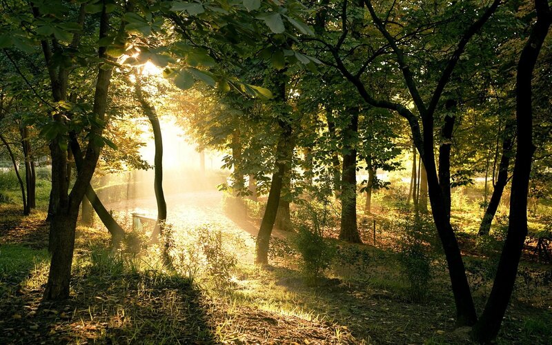Sunlight Through Forest — Green, Bench