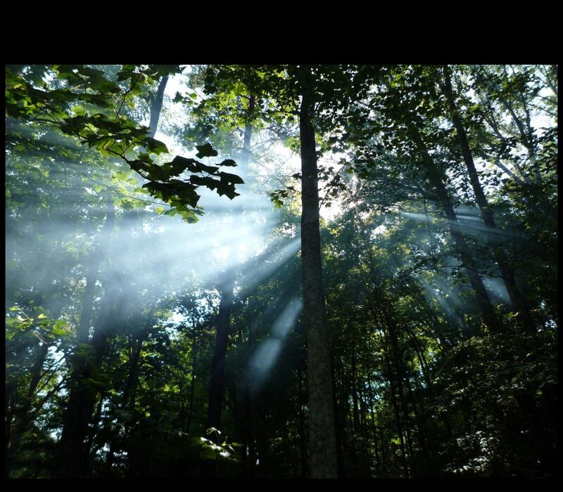 Sunlight Through Forest — Green, Black