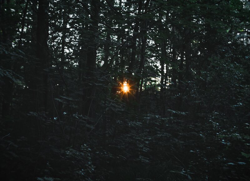 Sunlight Through Forest — Green, Dark
