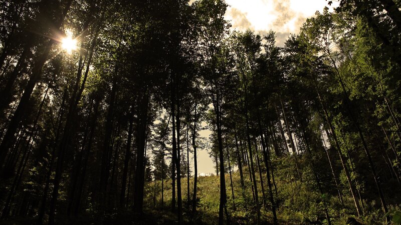 Sunlight Through Forest — Green, Dramatic, Afternoon, Photograph, Trees, Sky