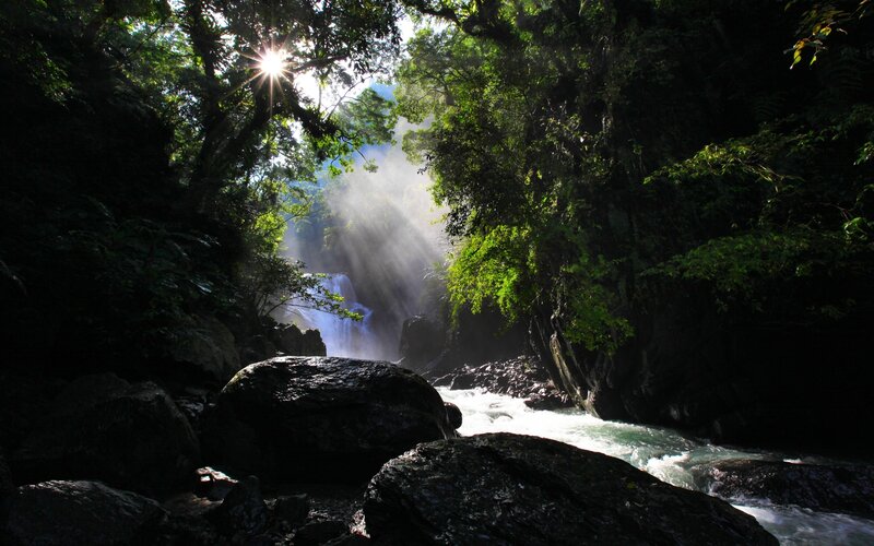Sunlight Through Forest — Green, Dramatic, Afternoon
