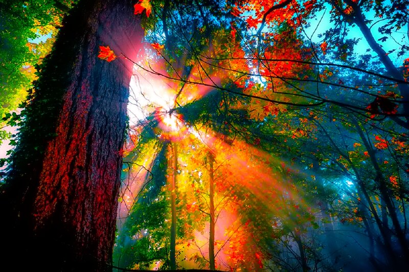 Sunlight Through Forest — Green, Dramatic, Autumn, Photograph