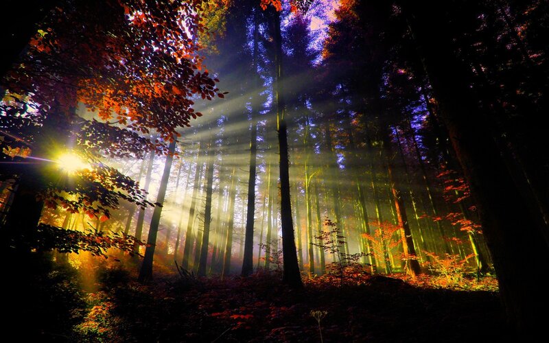 Sunlight Through Forest — Green, Dramatic, Autumn, Photograph, Trees, Foliage