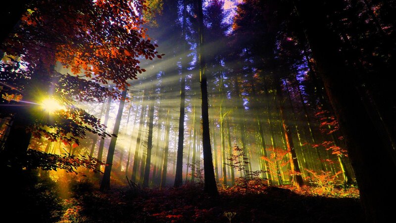 Sunlight Through Forest — Green, Dramatic, Autumn, Photograph, Trees