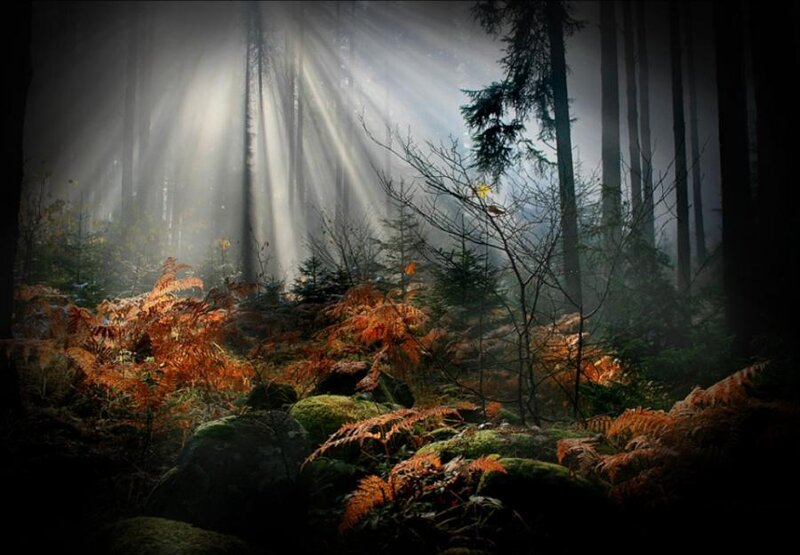 Sunlight Through Forest — Green, Dramatic, Autumn