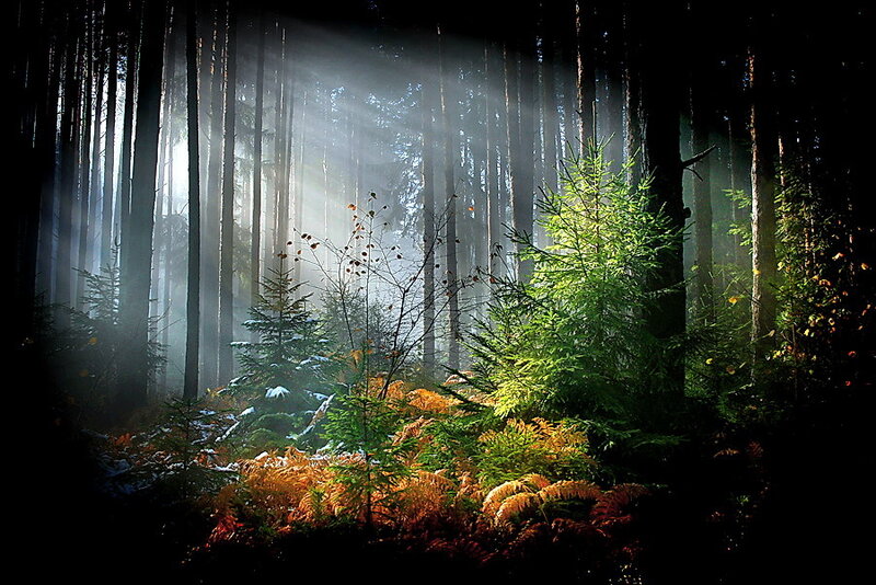 Sunlight Through Forest — Green, Dramatic, Morning, Photograph