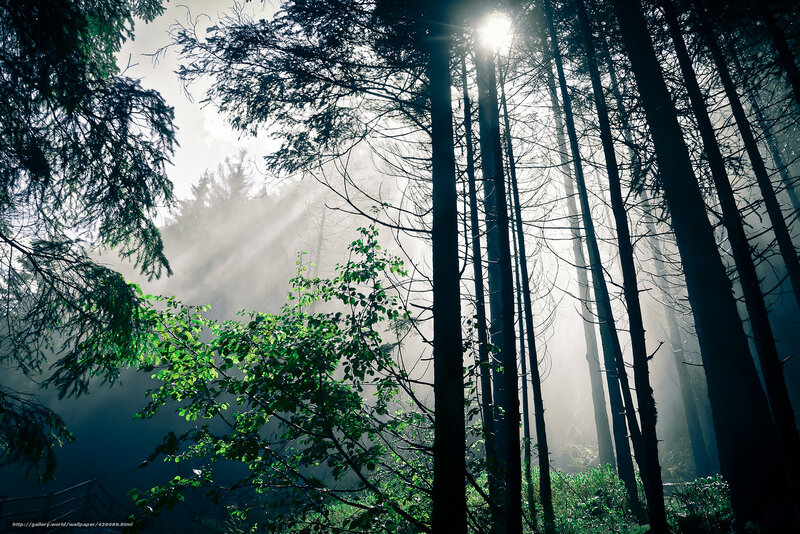 Sunlight Through Forest — Green, Dramatic, Morning, Photograph, Trees, Fog, Green Leaves