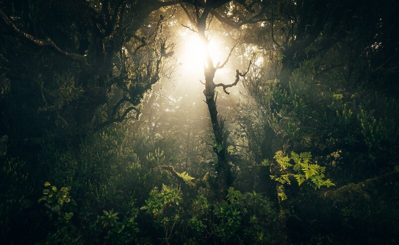 Sunlight Through Forest — Green, Dramatic, Morning, Photograph, Trees, Fog, Plants