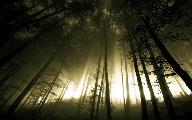 Sunlight Through Forest — Green, Dramatic, Morning, Photograph, Trees, Fog