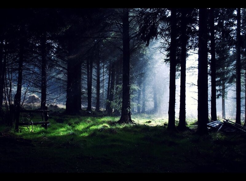 Sunlight Through Forest — Green, Dramatic, Morning, Photograph, Trees, Grass