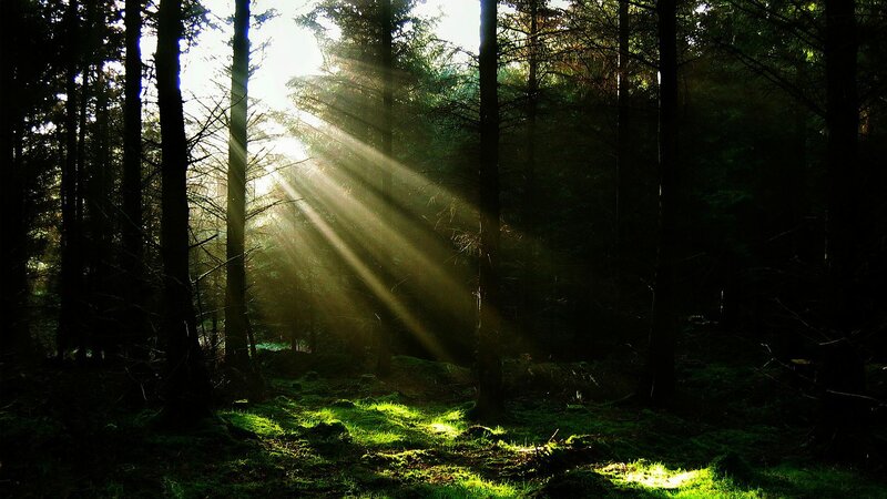 Sunlight Through Forest — Green, Dramatic, Morning, Photograph, Trees, Moss
