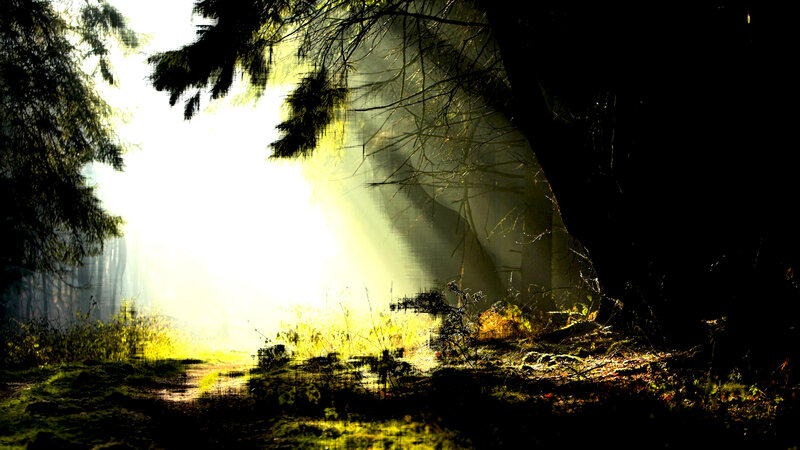 Sunlight Through Forest — Green, Dramatic, Morning, Photograph, Trees, Path, Moss