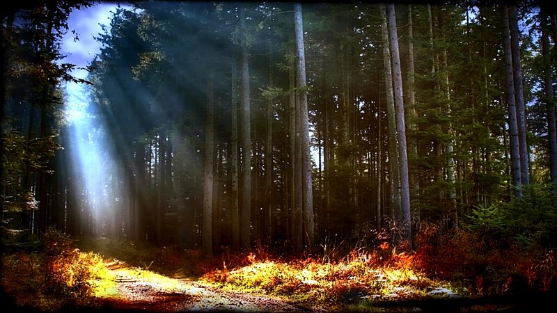 Sunlight Through Forest — Green, Dramatic, Morning, Photograph, Trees, Path