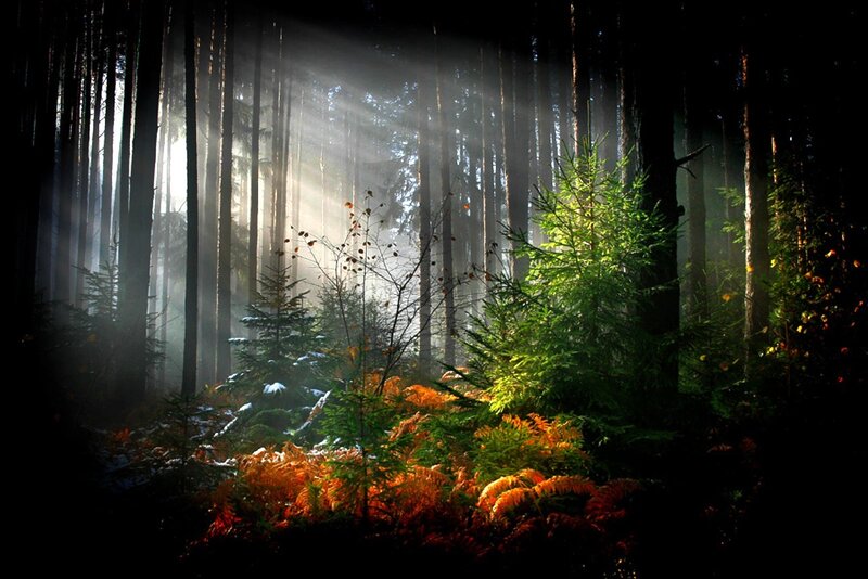 Sunlight Through Forest — Green, Dramatic, Morning, Photograph, Trees