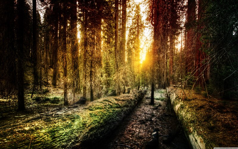 Sunlight Through Forest — Green, Dramatic, Sunrise, Photograph