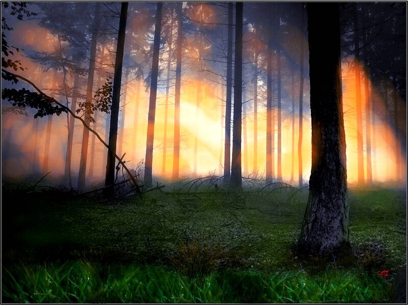 Sunlight Through Forest — Green, Dramatic, Sunset, Photograph