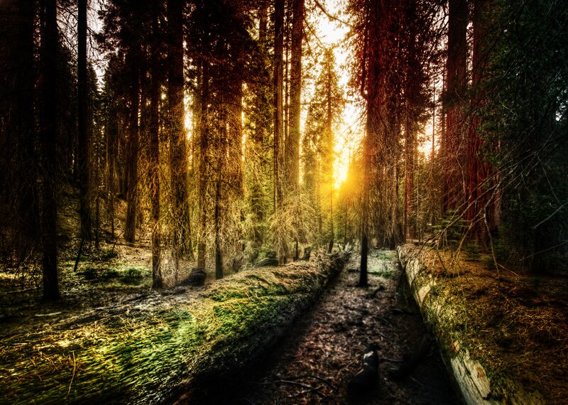 Sunlight Through Forest — Green, Dramatic, Sunset, Photograph, Trees, Fallen Log, Path