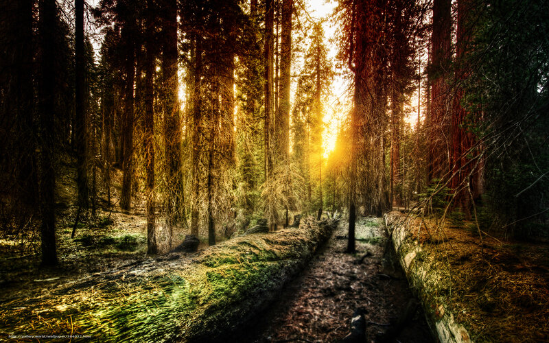 Sunlight Through Forest — Green, Dramatic, Sunset, Photograph, Trees, Fallen Log