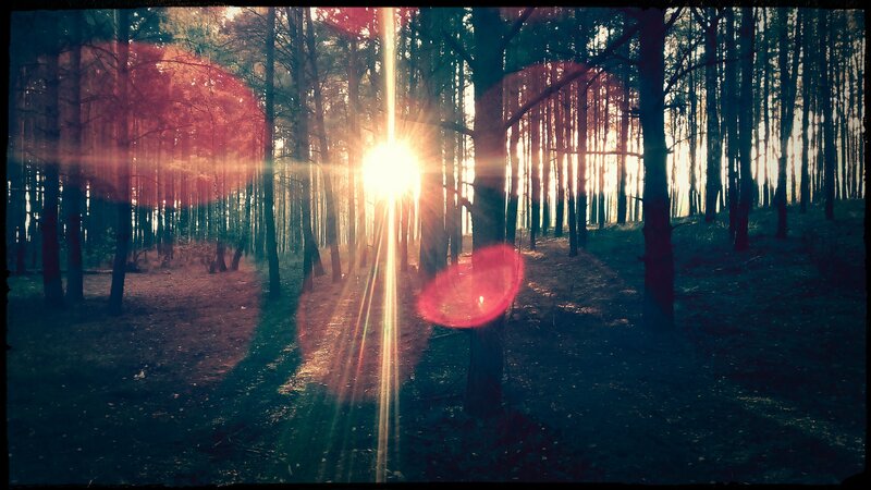 Sunlight Through Forest — Green, Dramatic, Sunset, Photograph, Trees, Sun