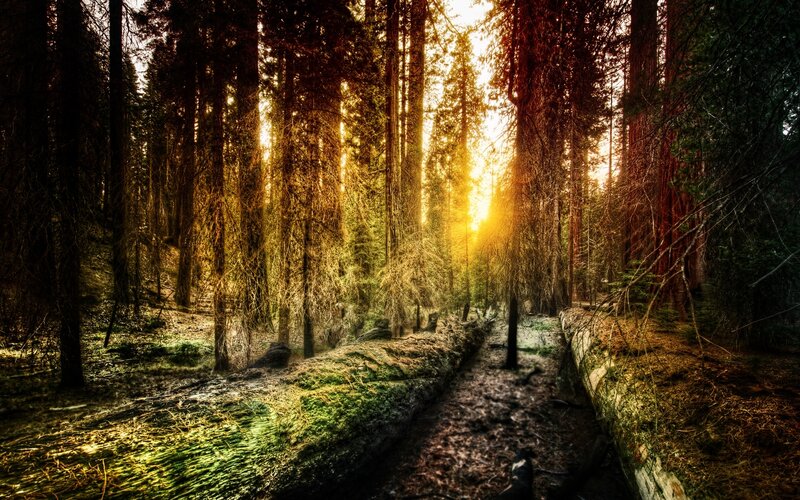Sunlight Through Forest — Green, Dramatic, Sunset, Photograph, Trees