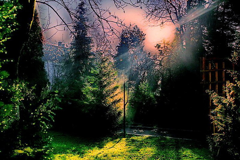 Sunlight Through Forest — Green, Dramatic, Sunset