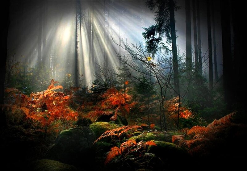 Sunlight Through Forest — Green, Dramatic