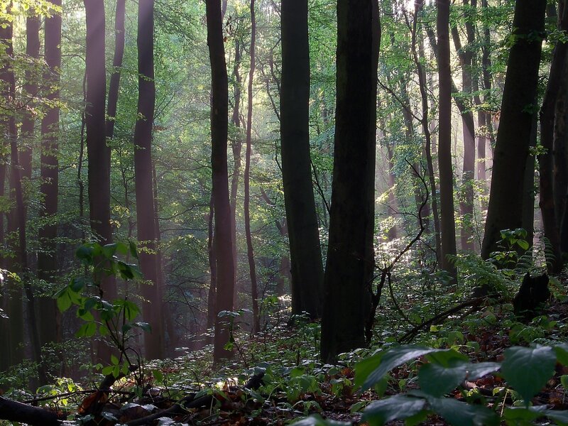 Sunlight Through Forest — Green, Foliage