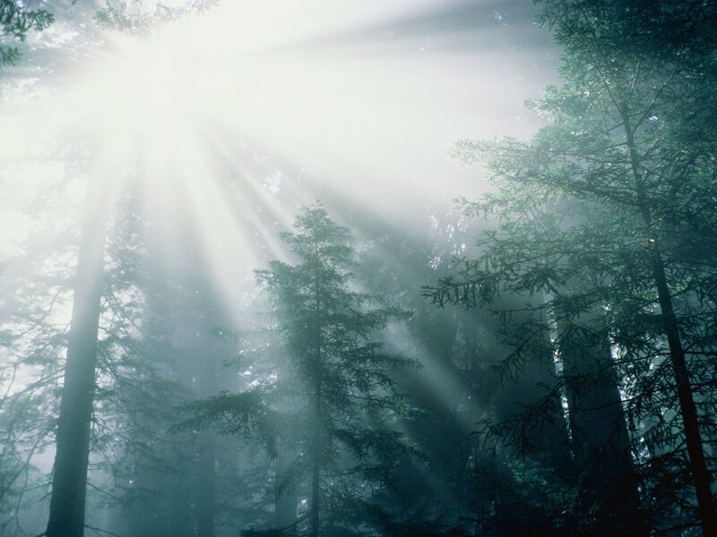 Sunlight Through Forest — Green, Gray