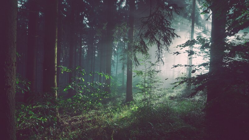 Sunlight Through Forest — Green, Misty, Morning