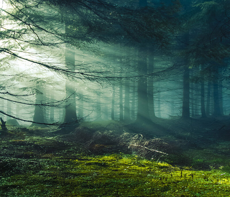 Sunlight Through Forest — Green, Misty