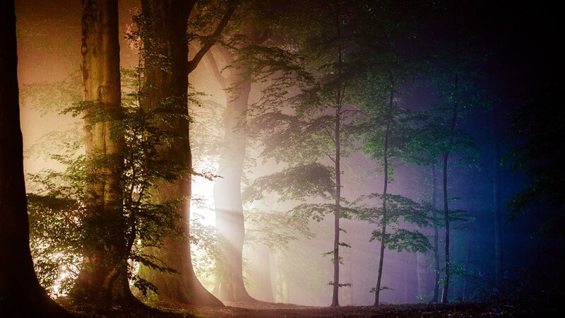 Sunlight Through Forest — Green, Mysterious, Night, Photograph