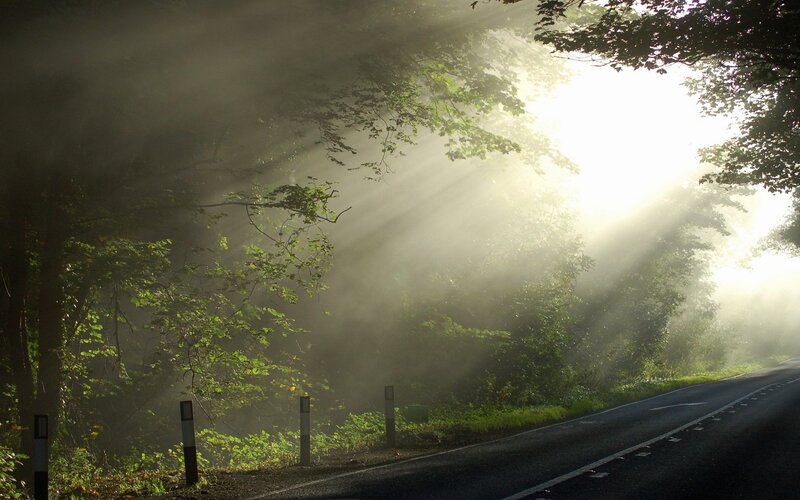 Sunlight Through Forest — Green, Road